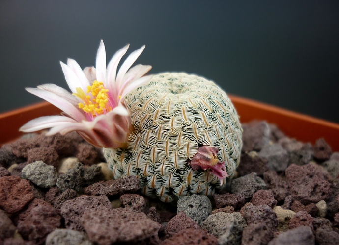 Mammillaria pectinifera 