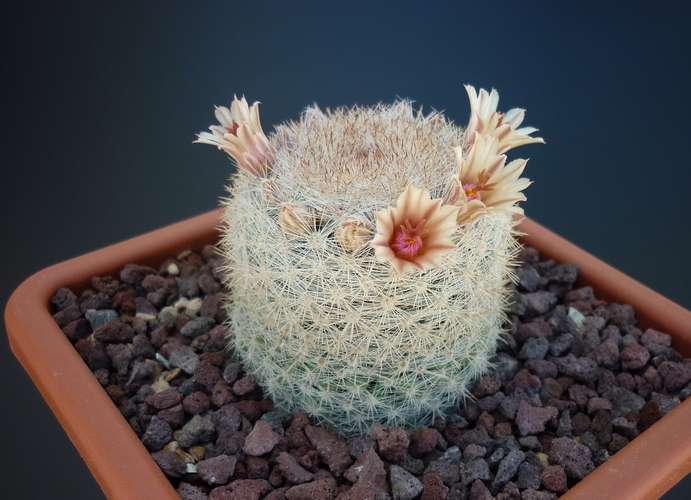 Mammillaria candida 