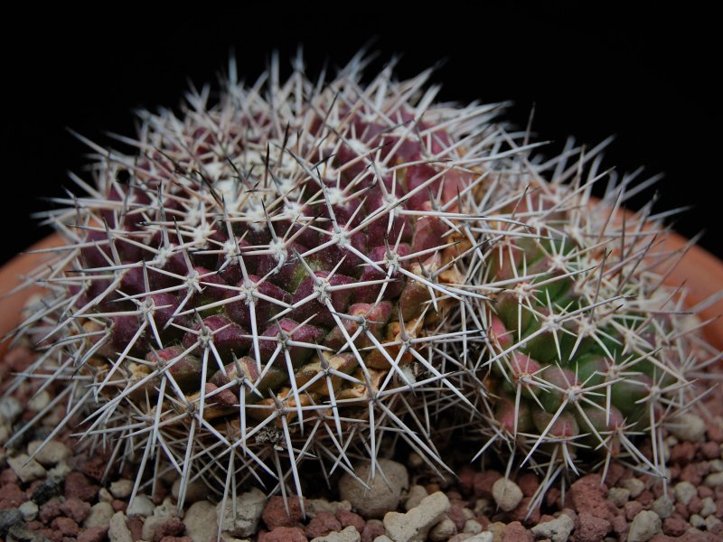 Mammillaria roseoalba REP 1010