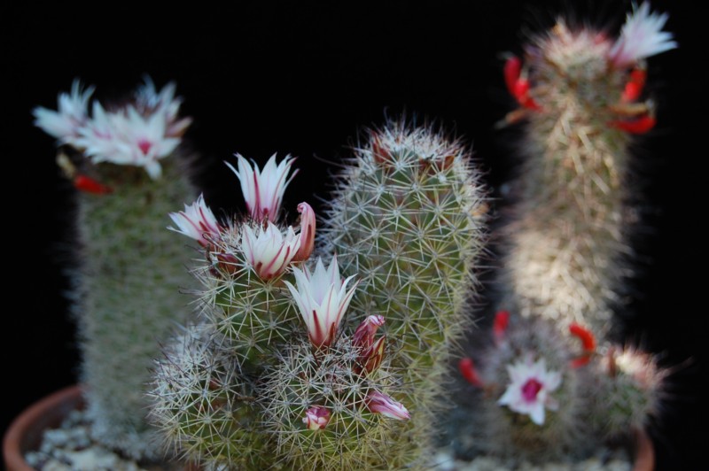 Mammillaria fraileana SB 1247