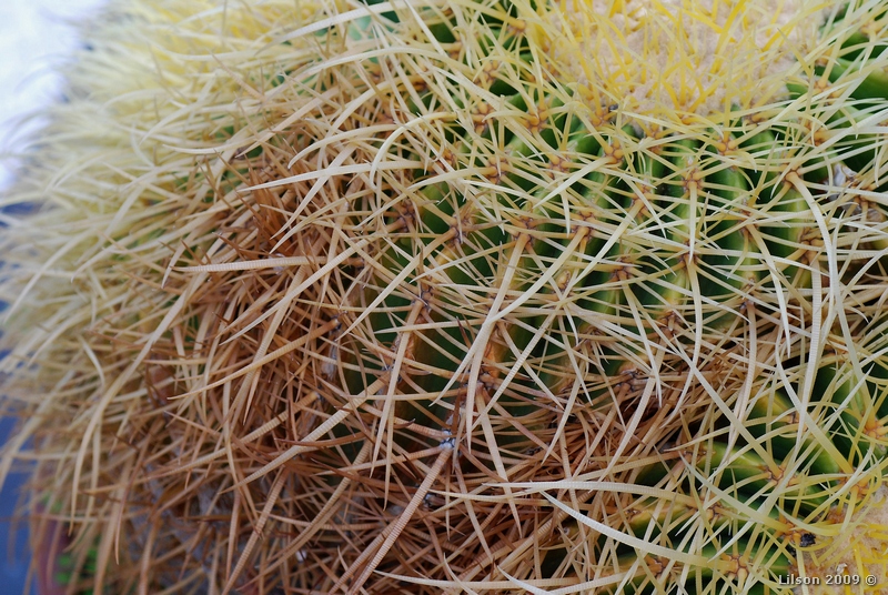 Echinocactus grusonii 