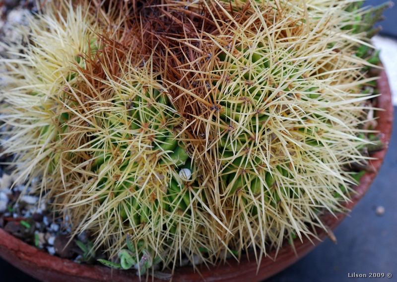 Echinocactus grusonii 