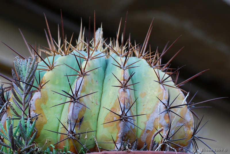 Ferocactus pottsii 