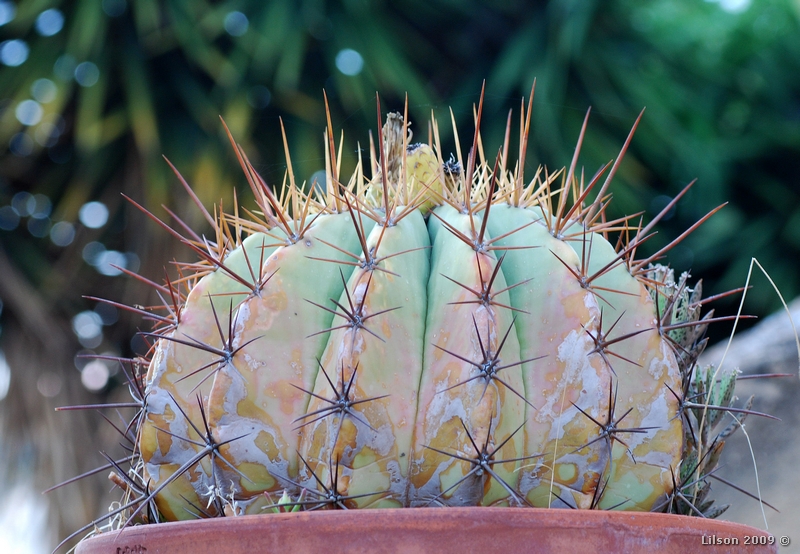 Ferocactus pottsii 