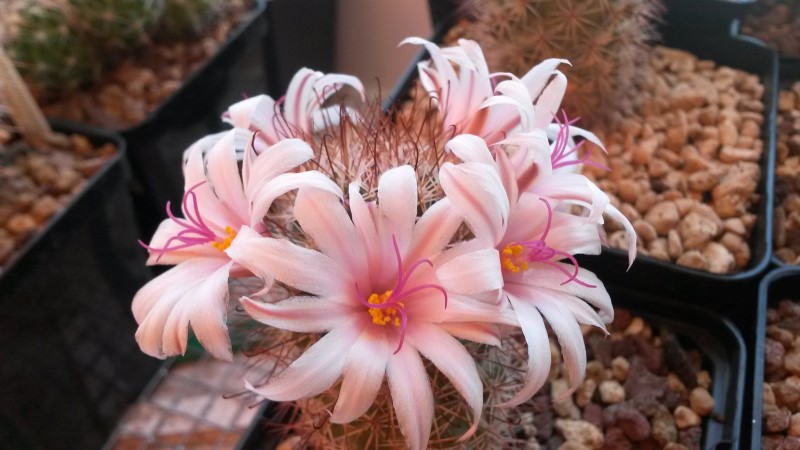 Mammillaria fraileana SB1247