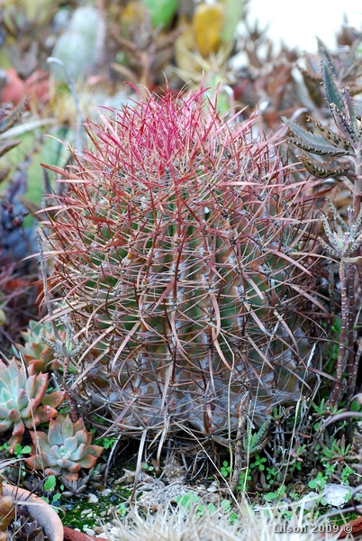 Ferocactus gracilis 