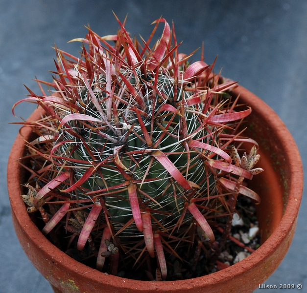 Ferocactus gracilis 