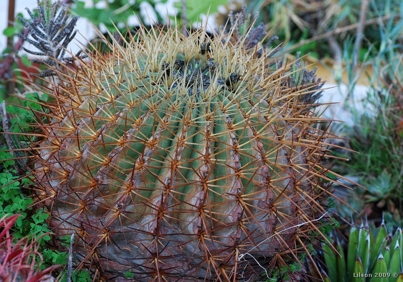 Ferocactus histrix 