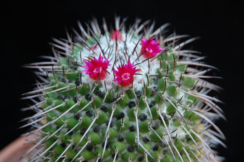 Mammillaria polythele SB 171