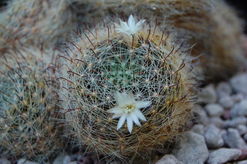 Mammillaria leucantha 