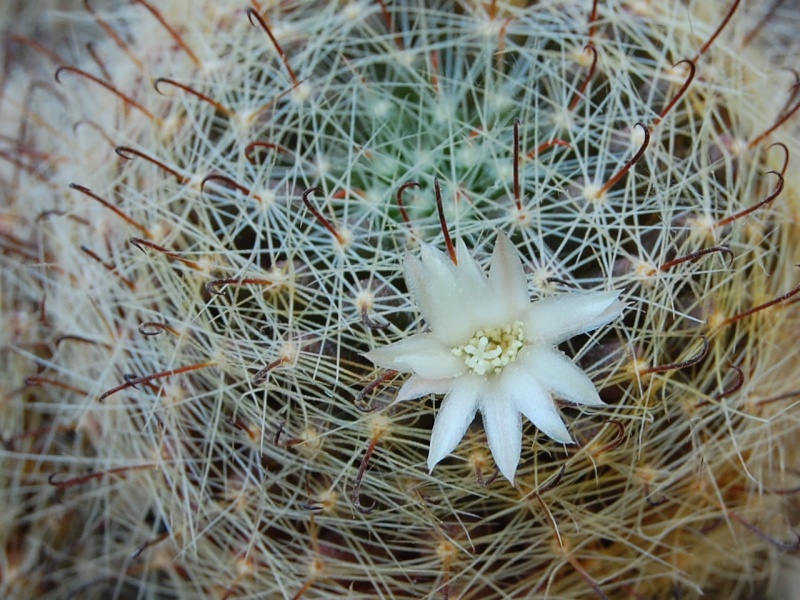 Mammillaria leucantha 