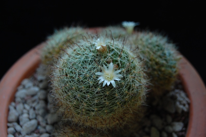 Mammillaria leucantha 