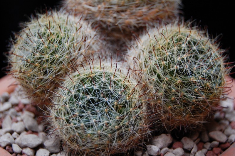 Mammillaria leucantha 