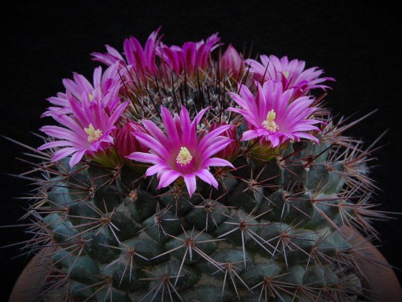 Mammillaria sonorensis SB 706