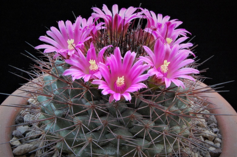 Mammillaria sonorensis SB 706