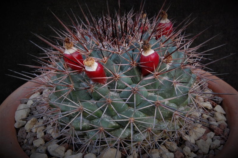 Mammillaria sonorensis SB 706