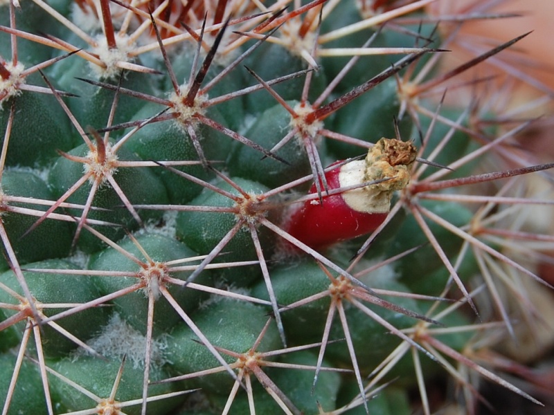 Mammillaria sonorensis SB 706