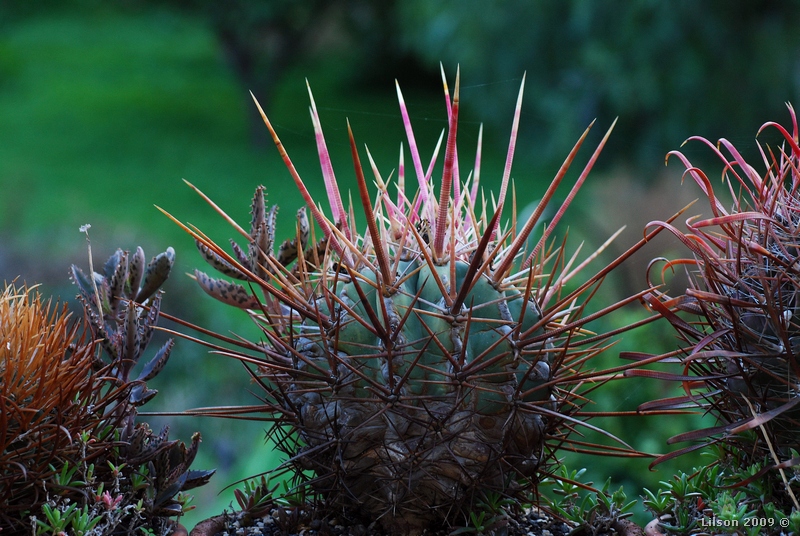 Ferocactus emoryi ssp. rectispinus 