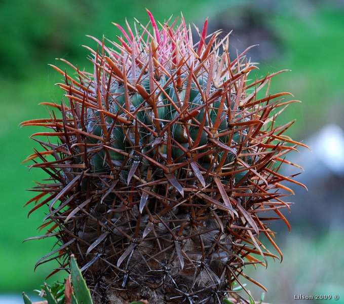 Ferocactus gracilis 