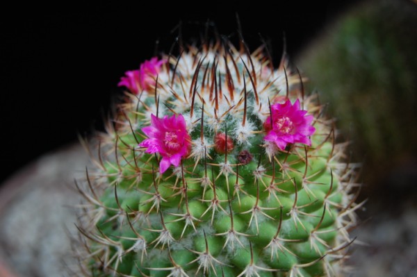 Mammillaria polythele ssp. durispina 