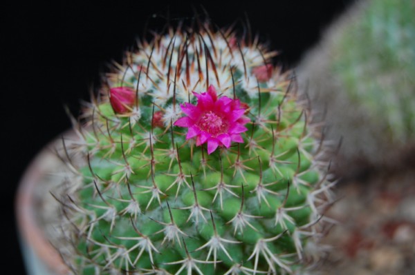 Mammillaria polythele ssp. durispina 