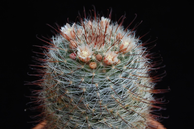 Mammillaria mercadensis REP 1772