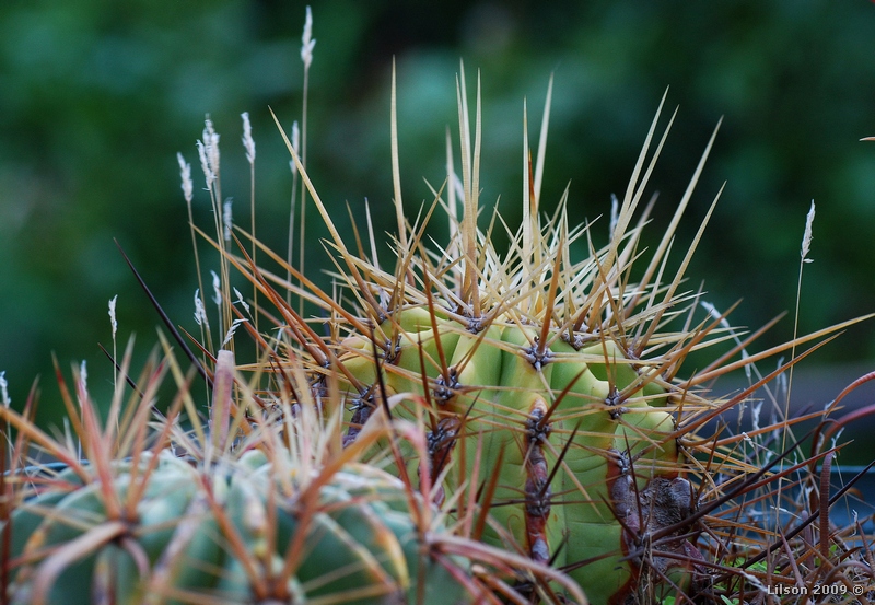 Ferocactus alamosanus ssp. reppenhagenii 