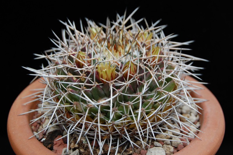 Mammillaria vagaspina BZ 4