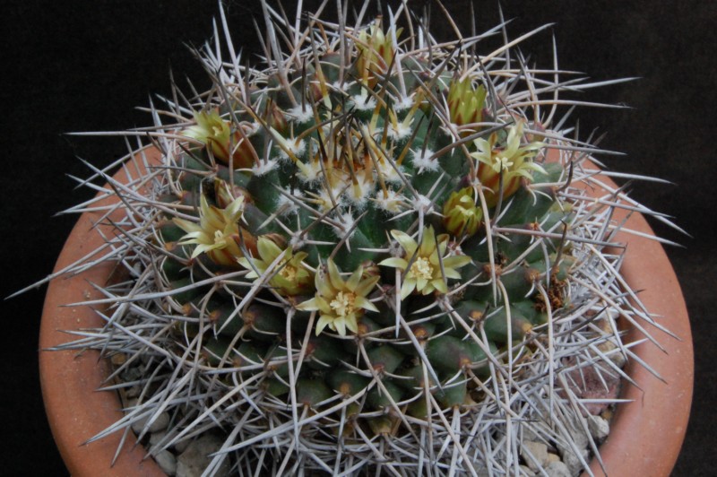 Mammillaria vagaspina BZ 4