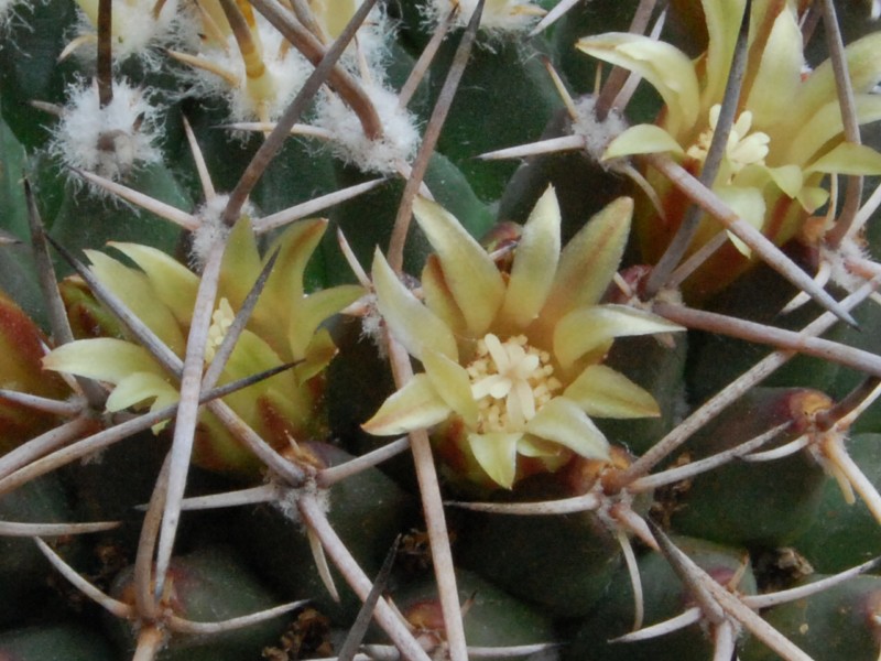 Mammillaria vagaspina BZ 4