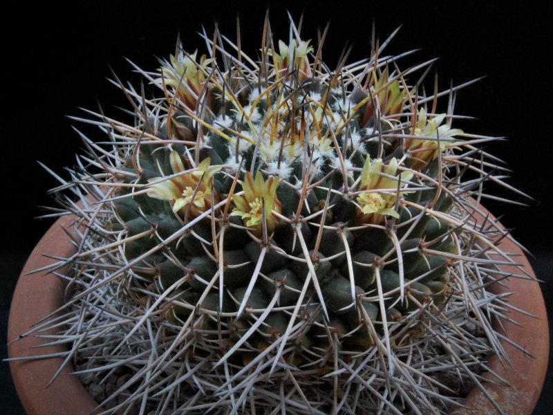 Mammillaria vagaspina BZ 4