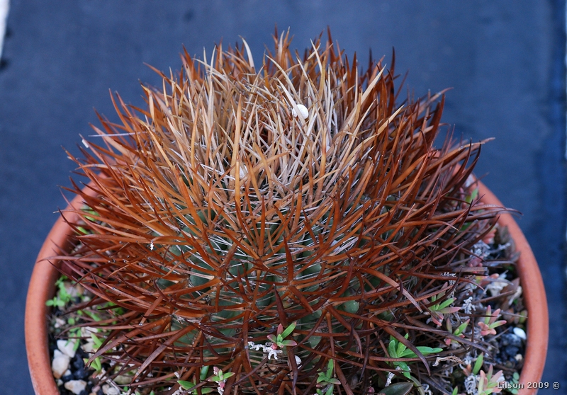 Ferocactus chrysacanthus f. rubrispinus 