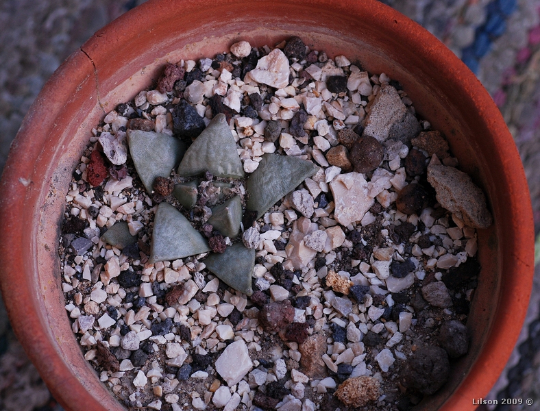 Ariocarpus retusus 