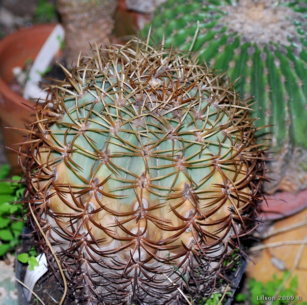 Ferocactus diguetii v. carmenensis 