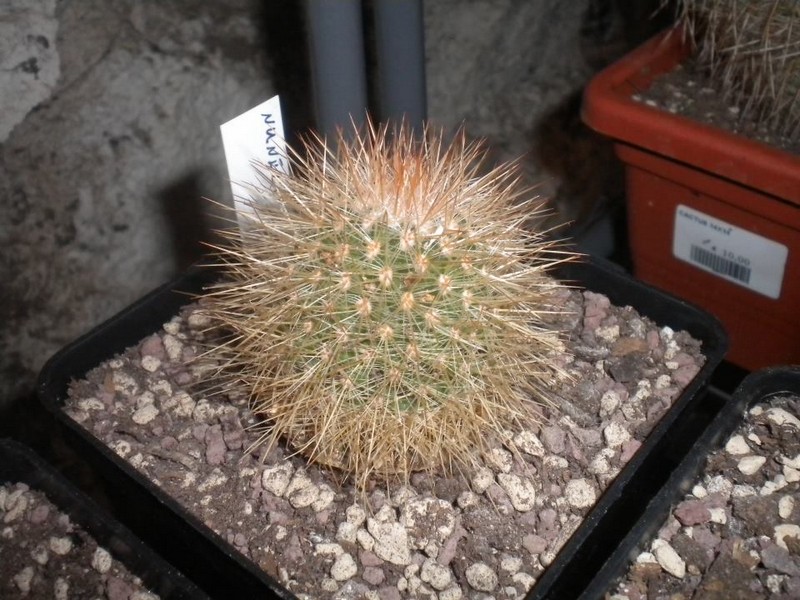 Mammillaria nunezii 