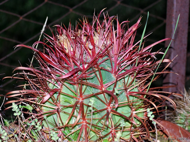 Ferocactus gracilis 