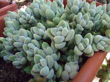 Crassula ? 374-09