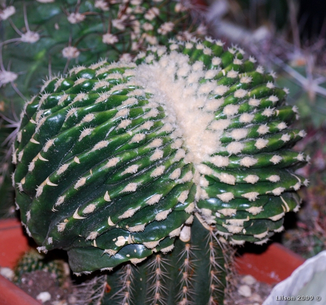 Echinocactus grusonii v. inermis f. cristatus 