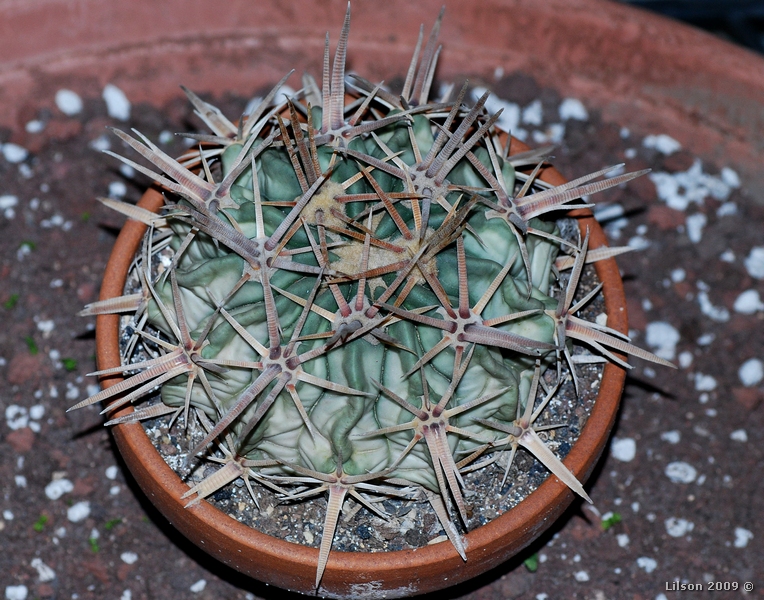 Echinocactus texensis 