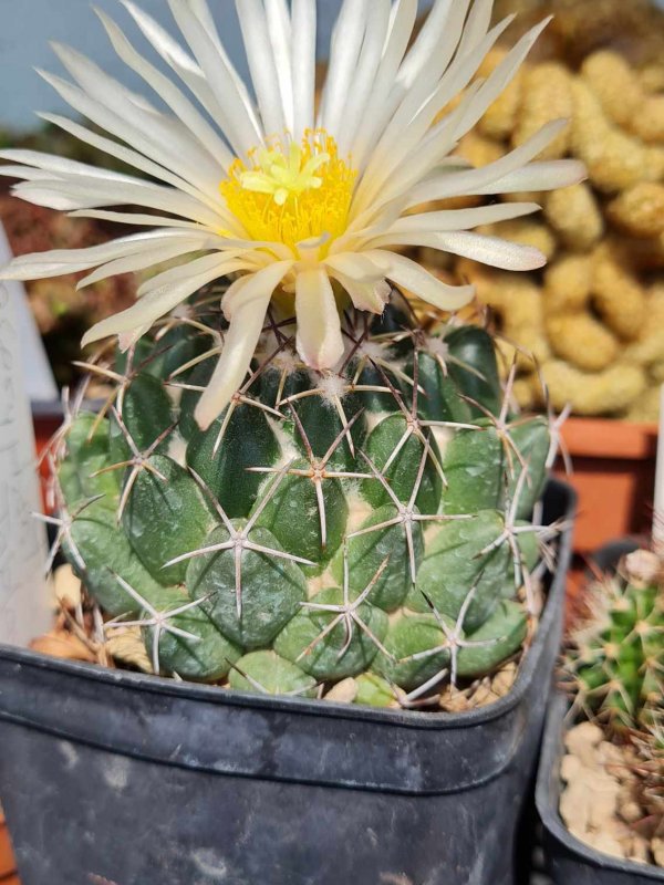 Coryphantha maiz-tablasensis 