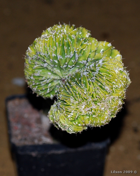 Astrophytum ornatum f. cristatum 