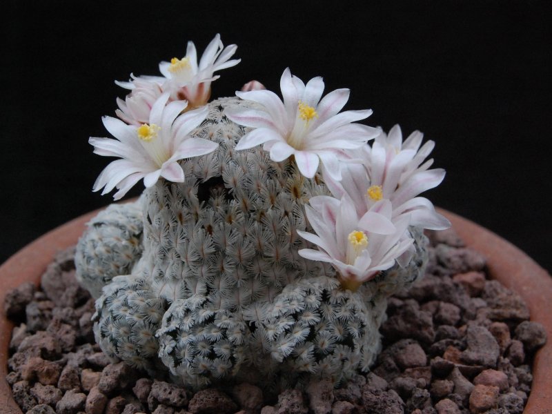 Mammillaria sanchez-mejoradae 