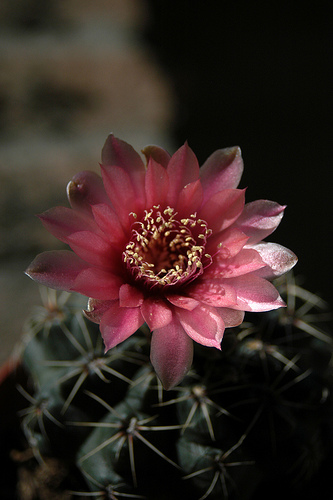 Gymnocalycium baldianum 