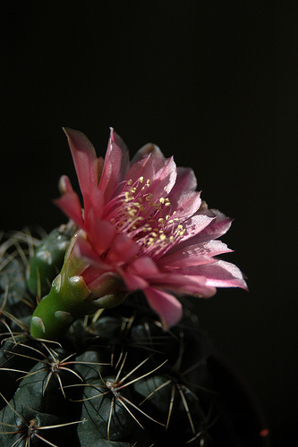 Gymnocalycium baldianum 