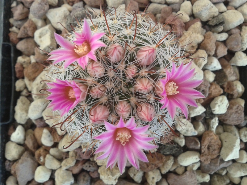 Mammillaria guillauminiana MG 673.4