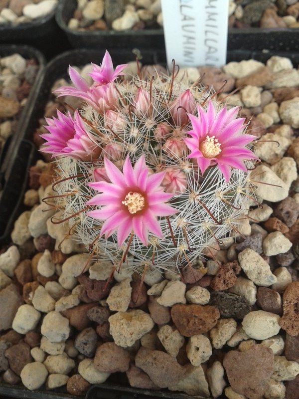 Mammillaria guillauminiana MG 673.4