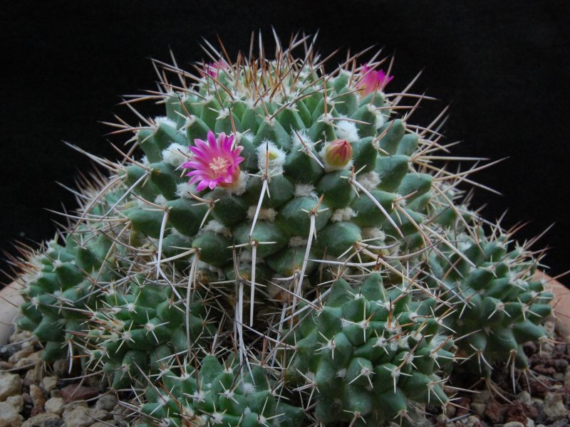 Mammillaria compressa ssp. centralifera BZ 27