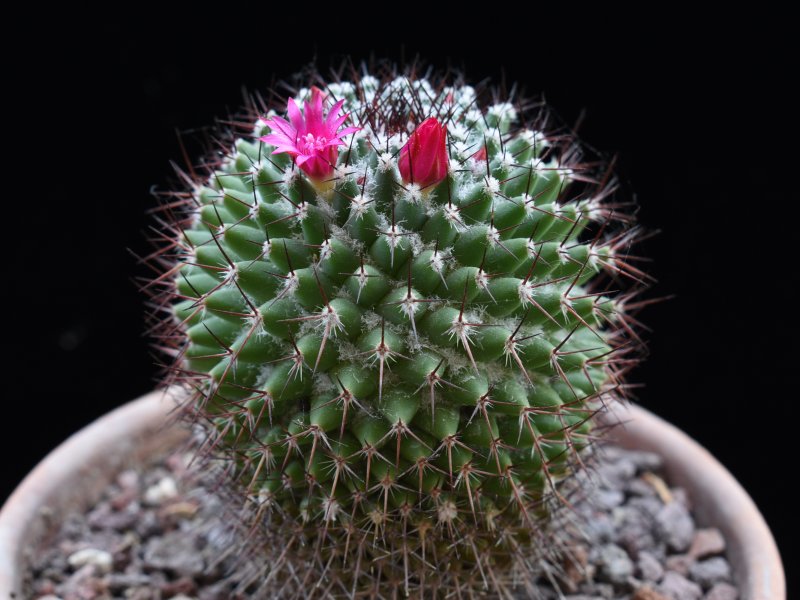 Mammillaria hoffmanniana 