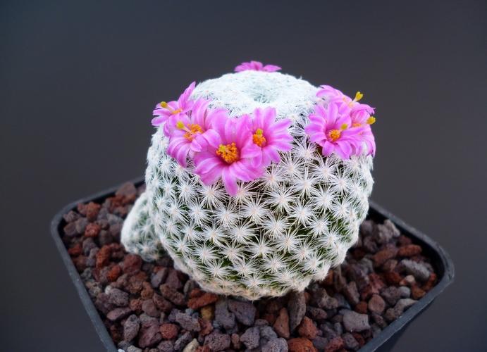 Mammillaria humboldtii 