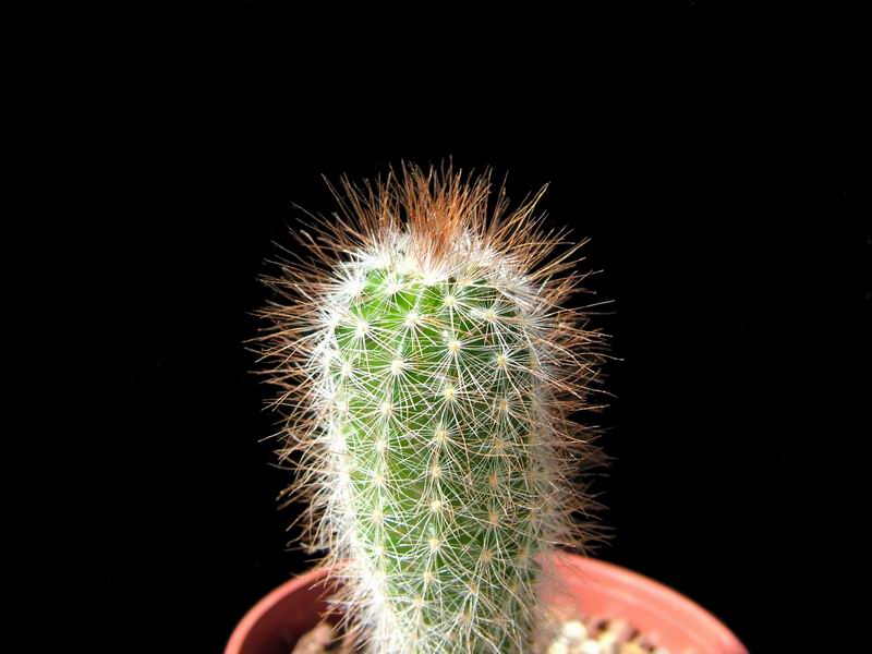 Echinocereus fendleri SB 134